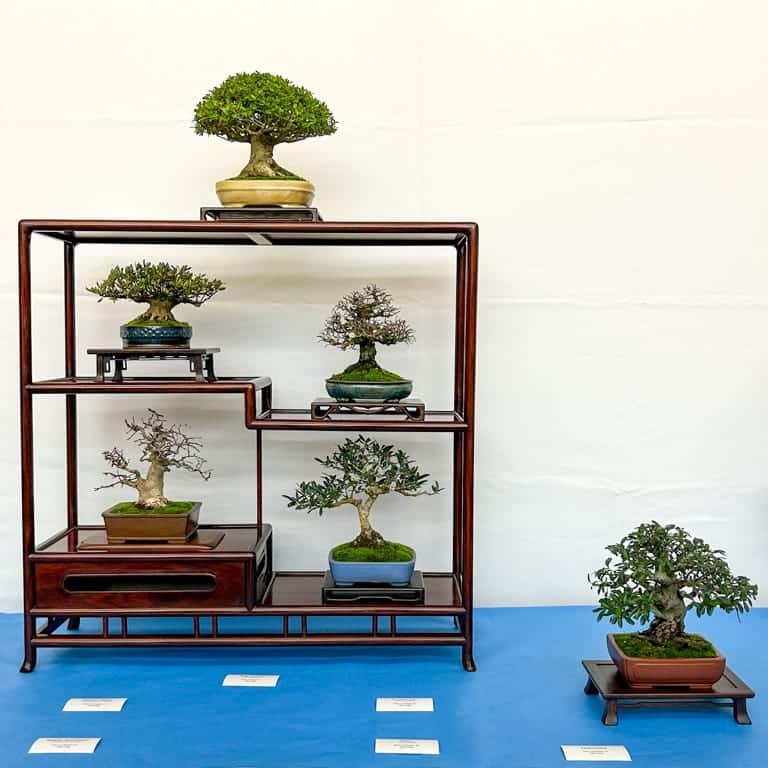 Exhibición de seis árboles Shohin