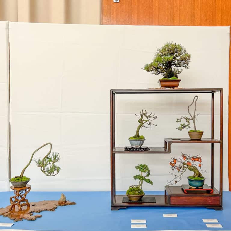 Exhibición de seis árboles Shohin