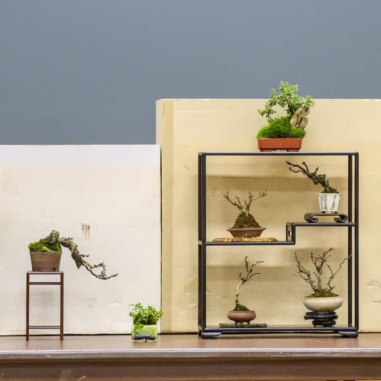 Mini bonsai display
