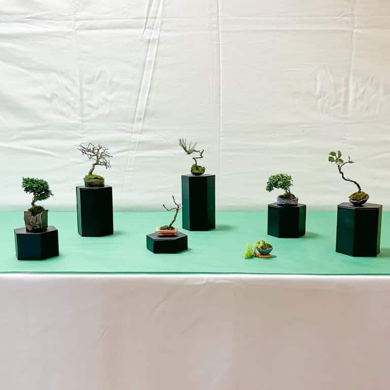 Exhibición moderna con mini bonsai