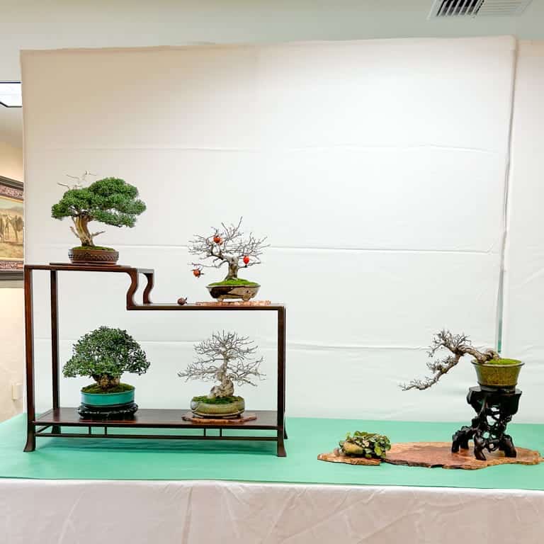 Exhibición de cinco árboles