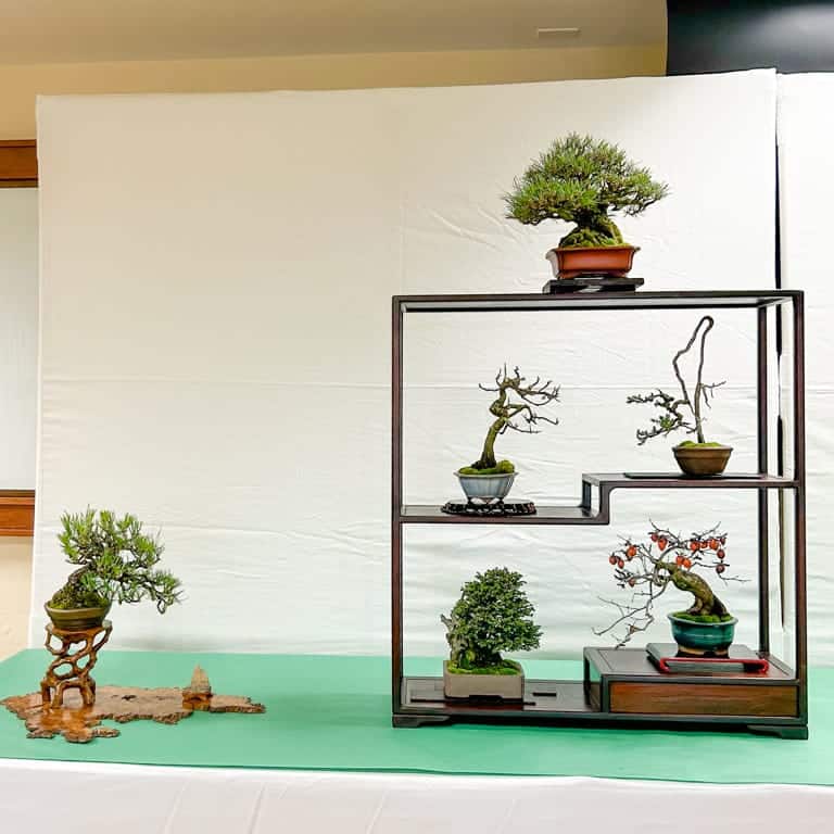 Exhibición de seis árboles