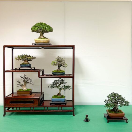 Highlights from the 2023 California Shohin Seminar exhibit - Bonsai Tonight