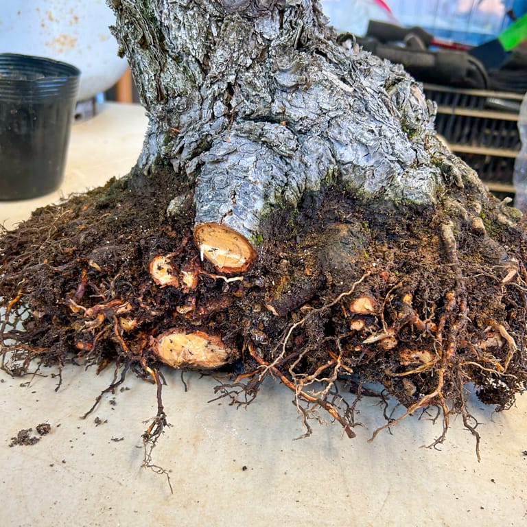 Cutting large roots