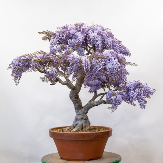 Postbloom cleanup on wisteria Bonsai Tonight