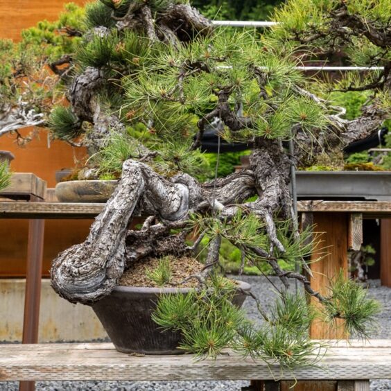 A visit to Bonsai Mirai Bonsai Tonight