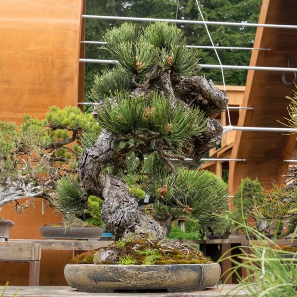 A visit to Bonsai Mirai Bonsai Tonight