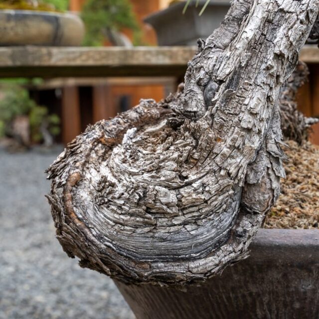 A visit to Bonsai Mirai Bonsai Tonight