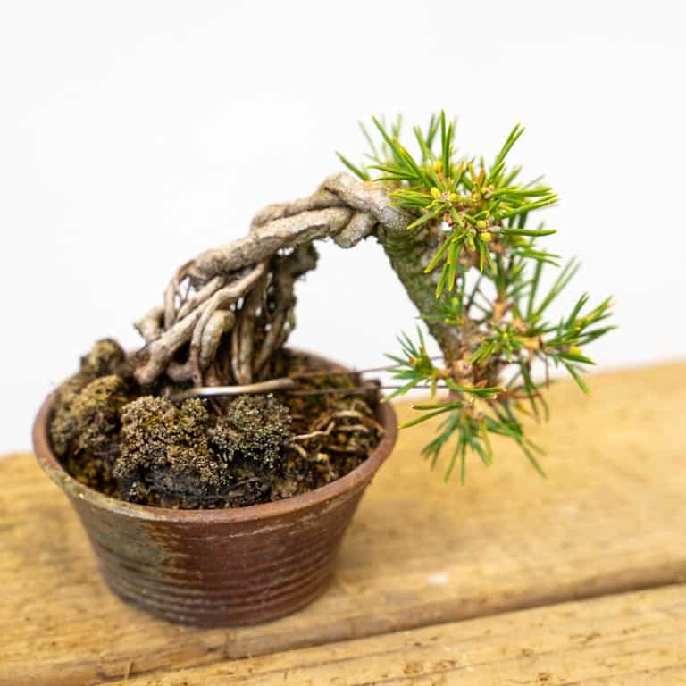 Mini pine