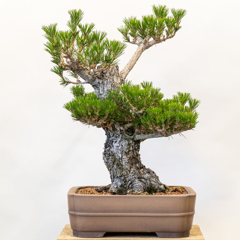Field-grown pine