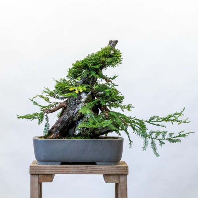 Creating redwood bonsai reducing the sacrifice branch Bonsai Tonight