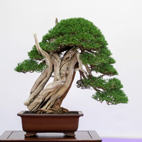 Highlights from the 37th REBS bonsai show - part 1 - Bonsai Tonight