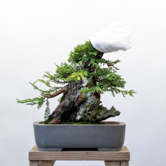 Creating redwood bonsai reducing the sacrifice branch Bonsai Tonight