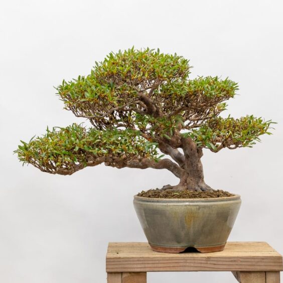 Postbloom thinning satsuki azalea Bonsai Tonight