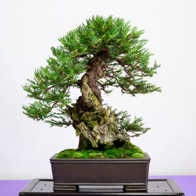 Highlights from the 37th REBS bonsai show - part 2 - Bonsai Tonight