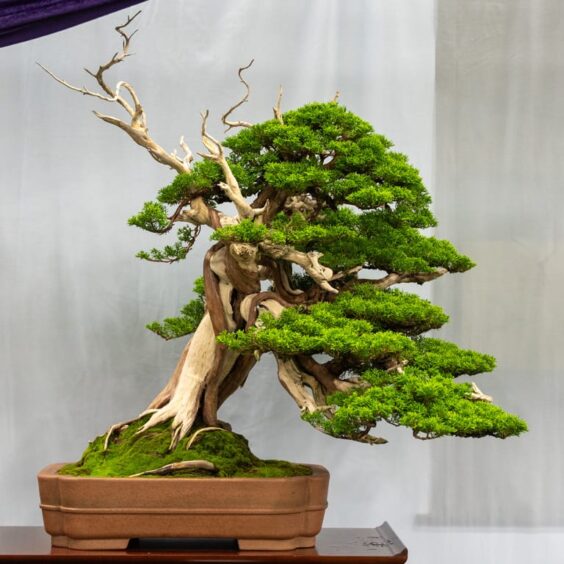 Highlights from the 8th US National Bonsai Exhibition part 1 Bonsai