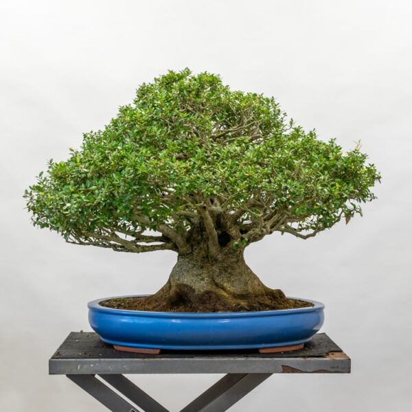 Making A Plan For A New Bonsai - Bonsai Tonight