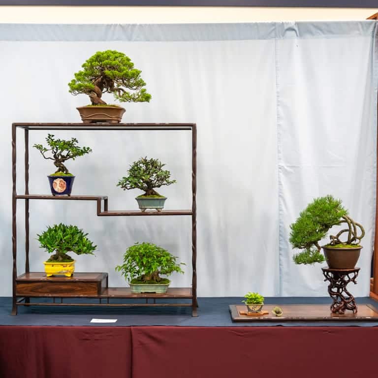 6-tree display