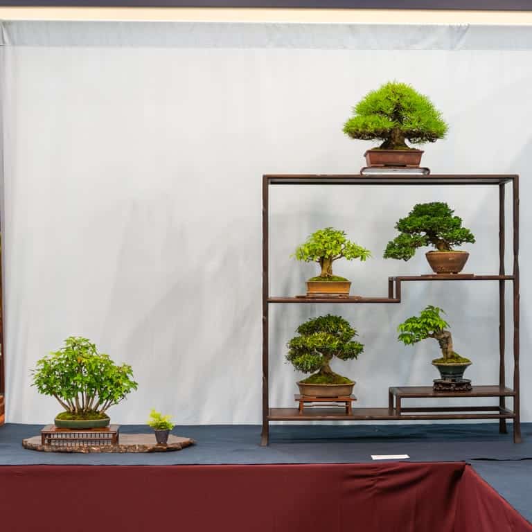 6-tree display