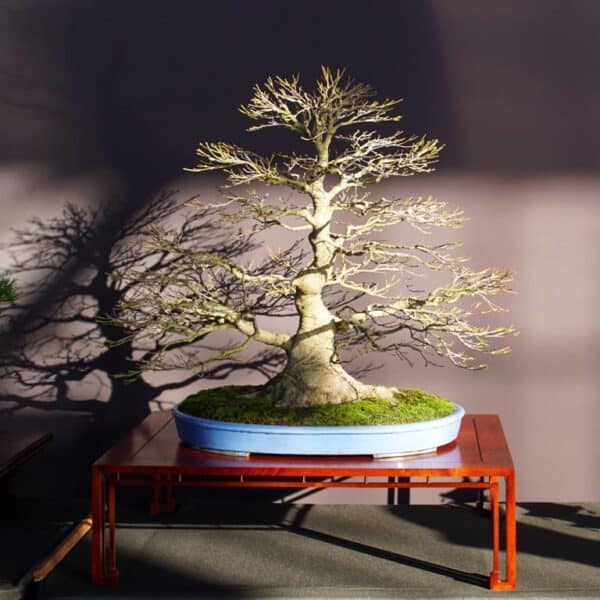 2024 Pacific Bonsai Expo updates Bonsai Tonight