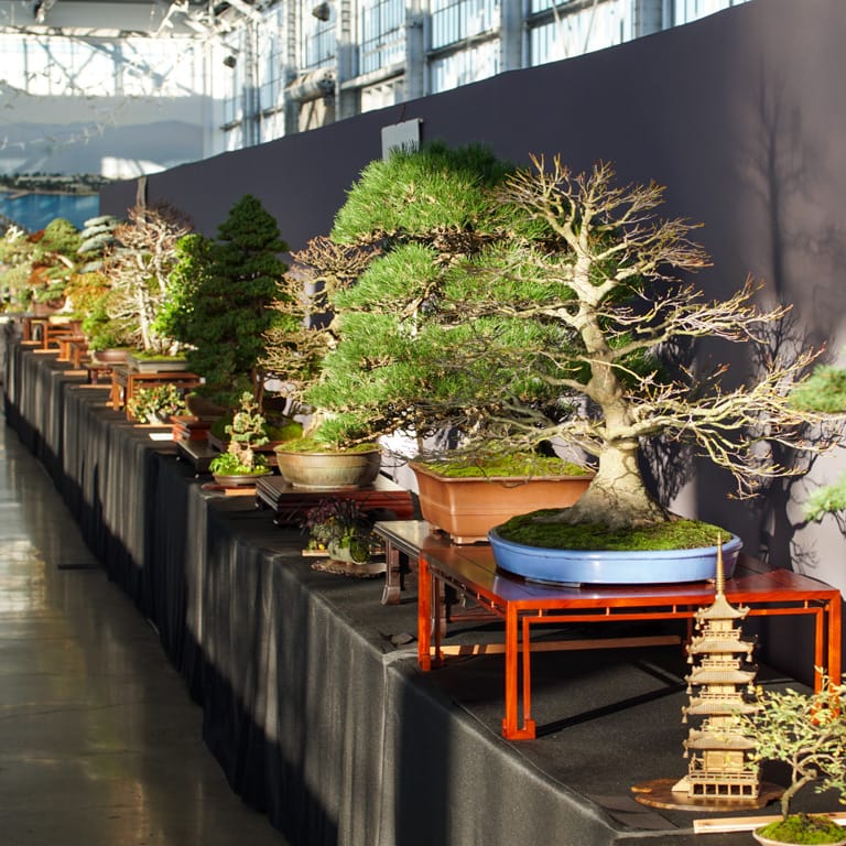 Beautiful bonsai from the 2022 Expo