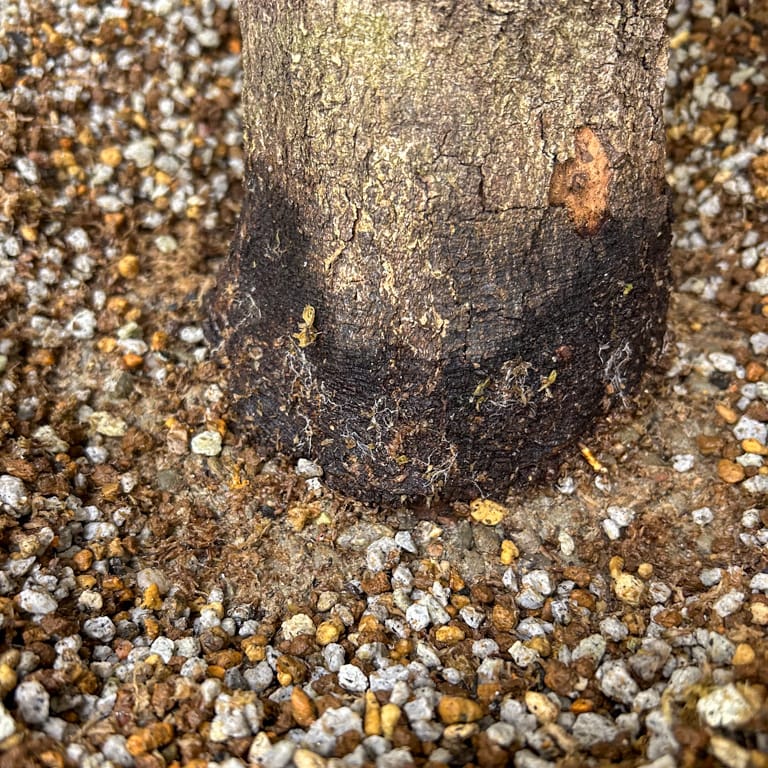 A single new root