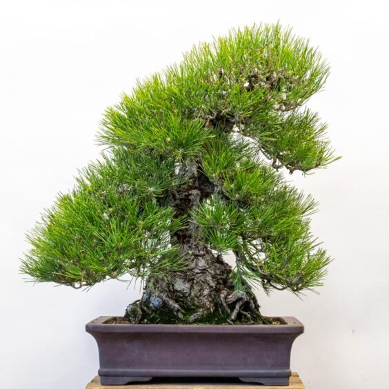 Decandling an old cork bark black pine - Bonsai Tonight