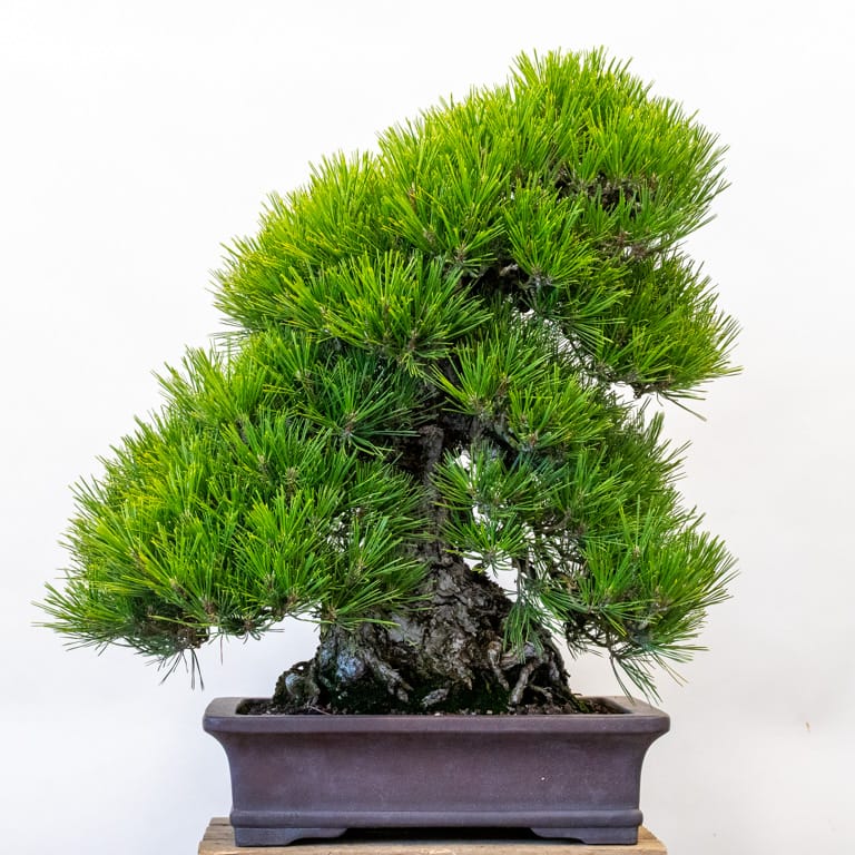 Decandling an old cork bark black pine - Bonsai Tonight