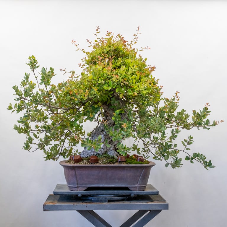 Cork oak with new growth