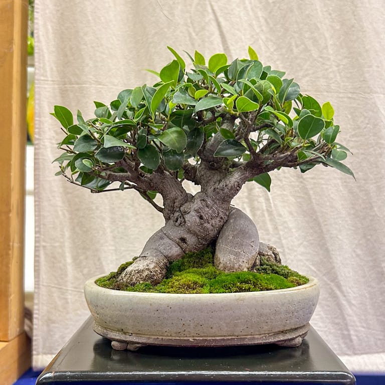 Ficus