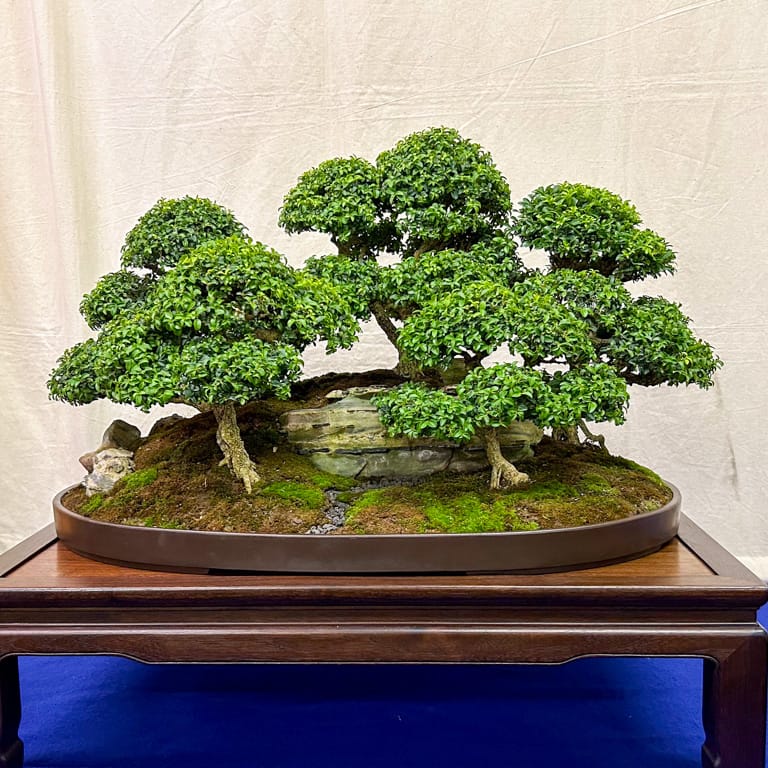 Kingsville boxwood