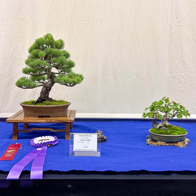 White pine and trident maple