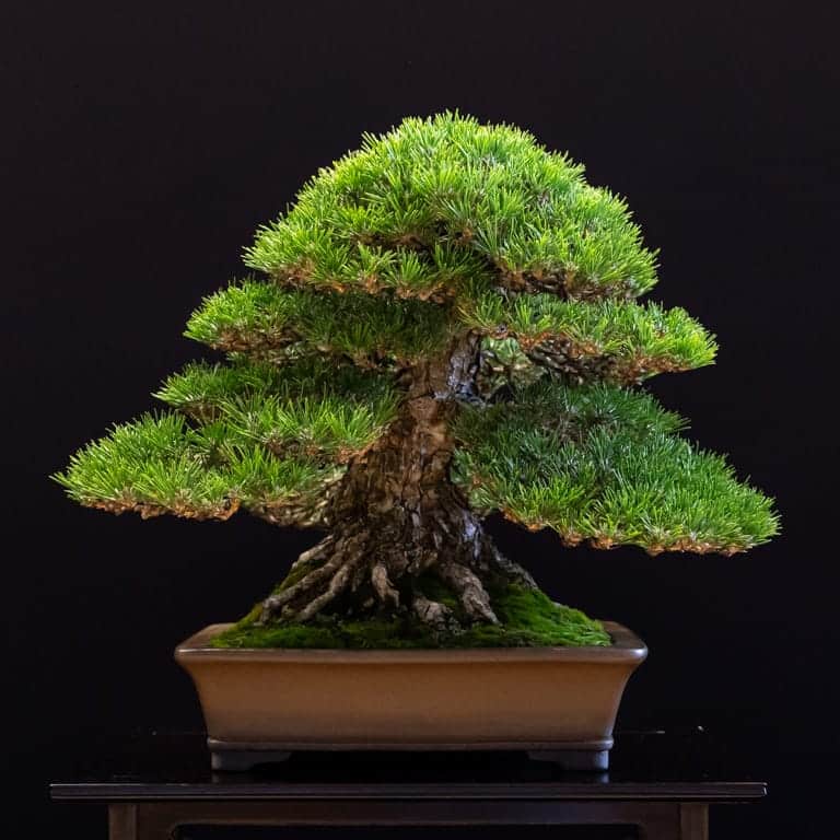 Black pine