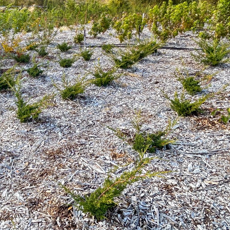 Shimpaku junipers