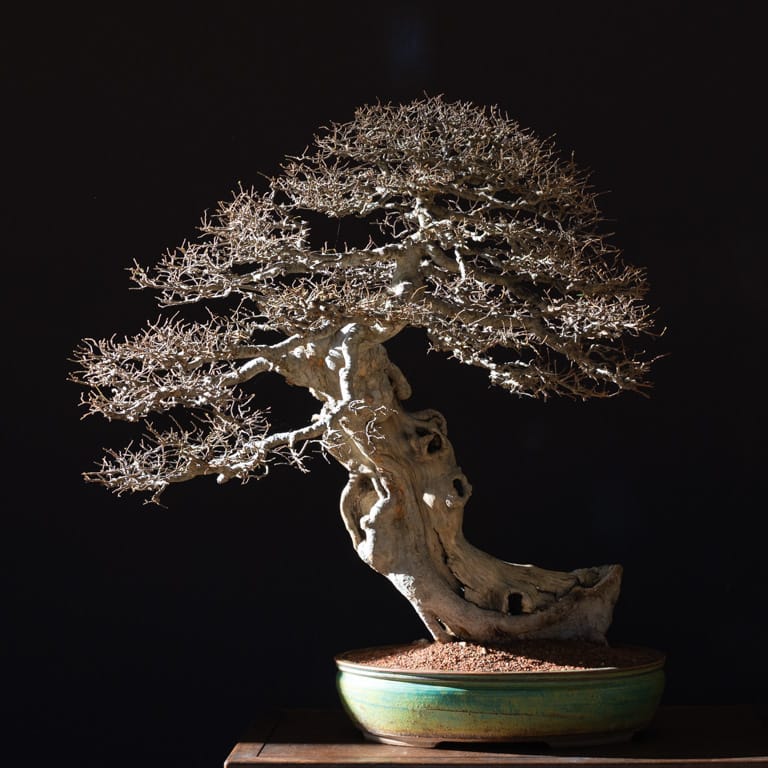 Chinese elm