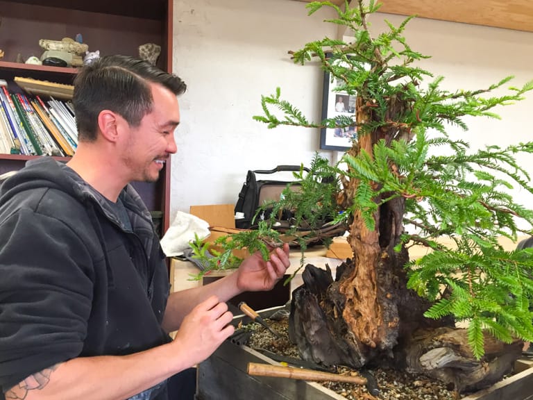 Jeremiah and his coast redwood