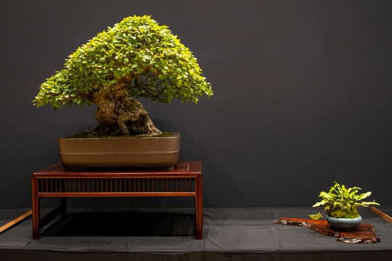 Korean hornbeam