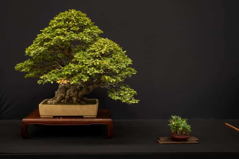 Korean hornbeam