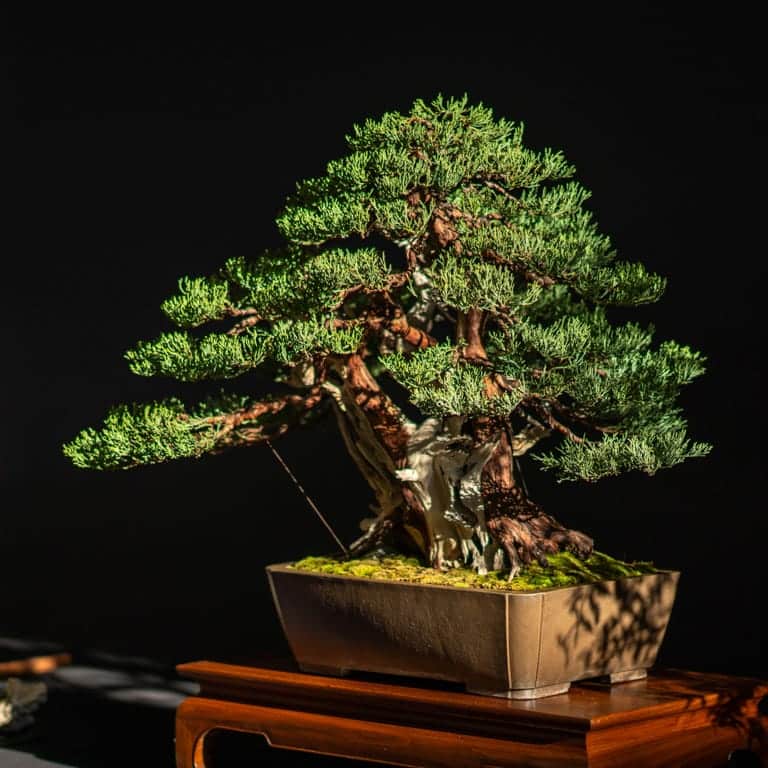 Sierra juniper