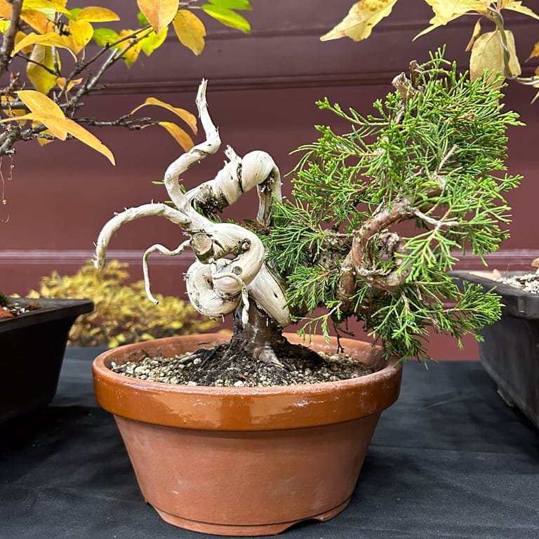 Itoigawa juniper