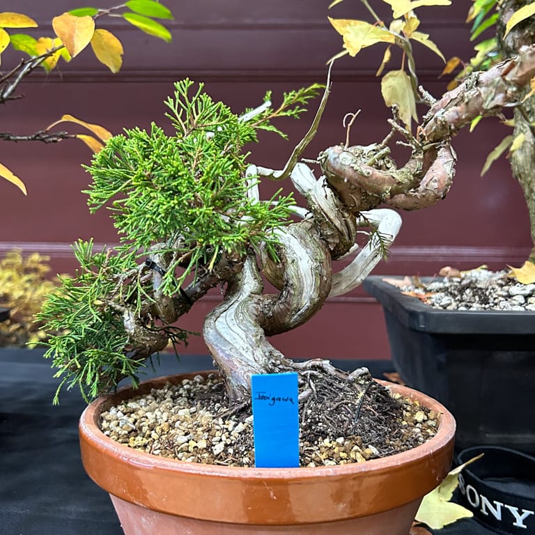 Itoigawa juniper