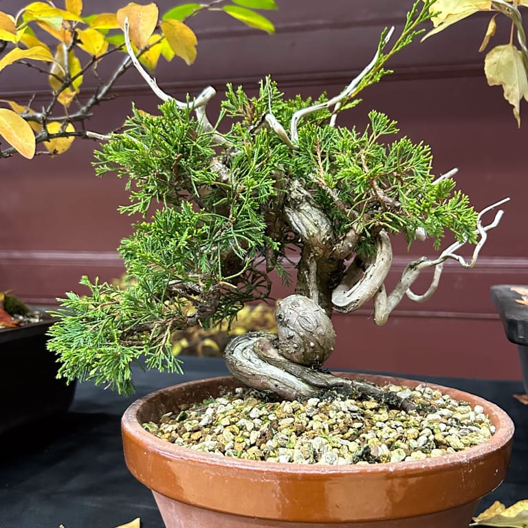 Itoigawa juniper