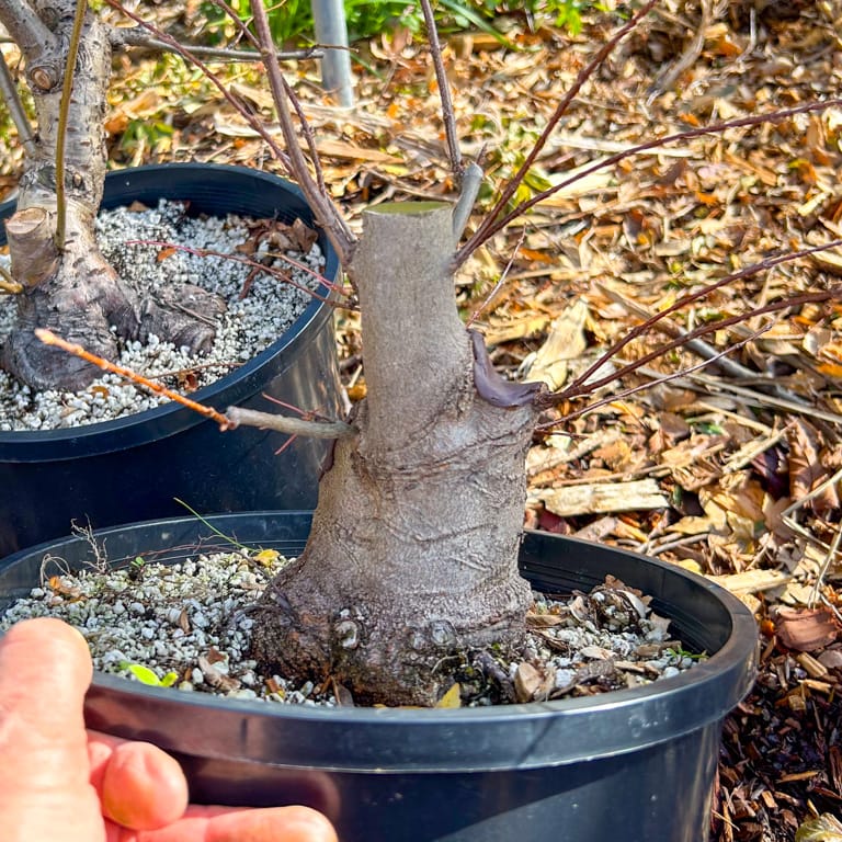 Trident maple