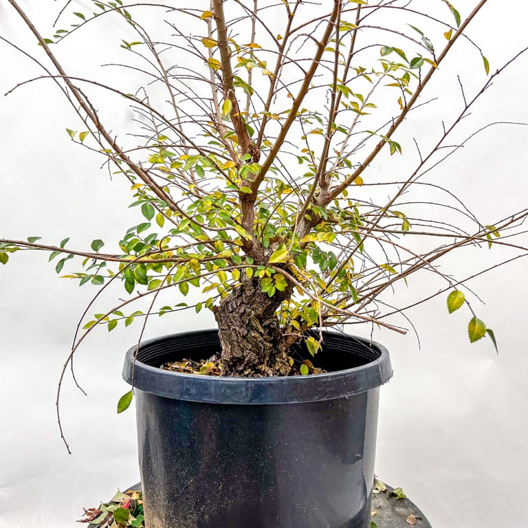 Field-grown cork bark elm