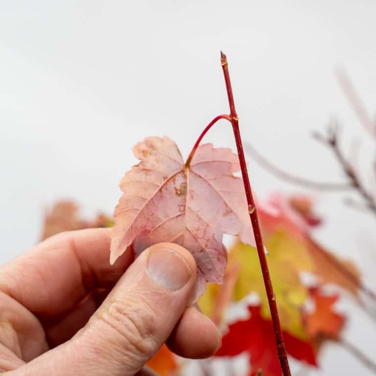 Removing leaf by hand