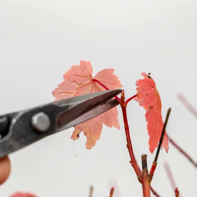 Removing leaf with scissors