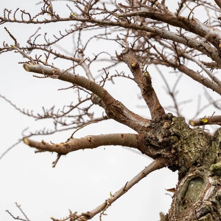 A large branch with four large branchlets