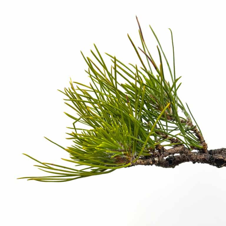 Japanese black pine - side view