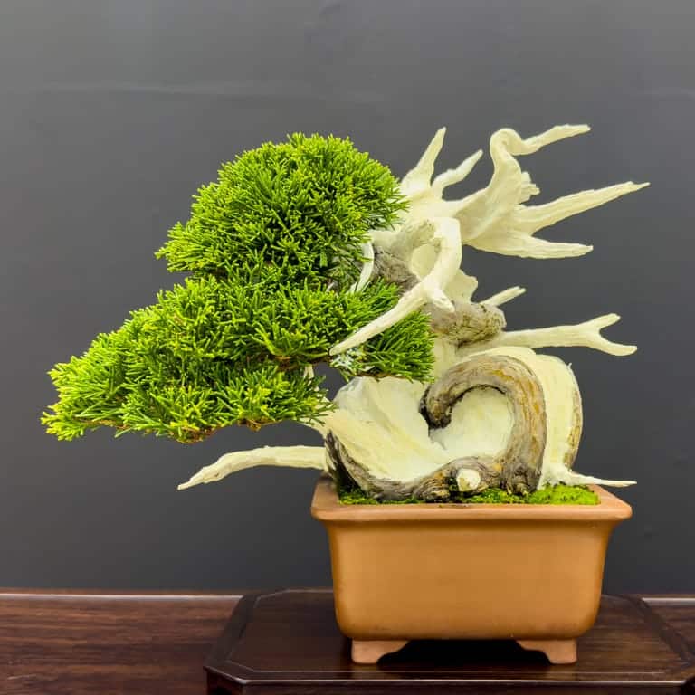 Shohin juniper