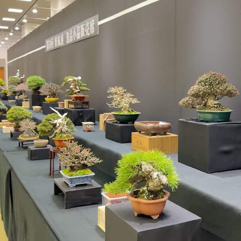 Special bonsai display